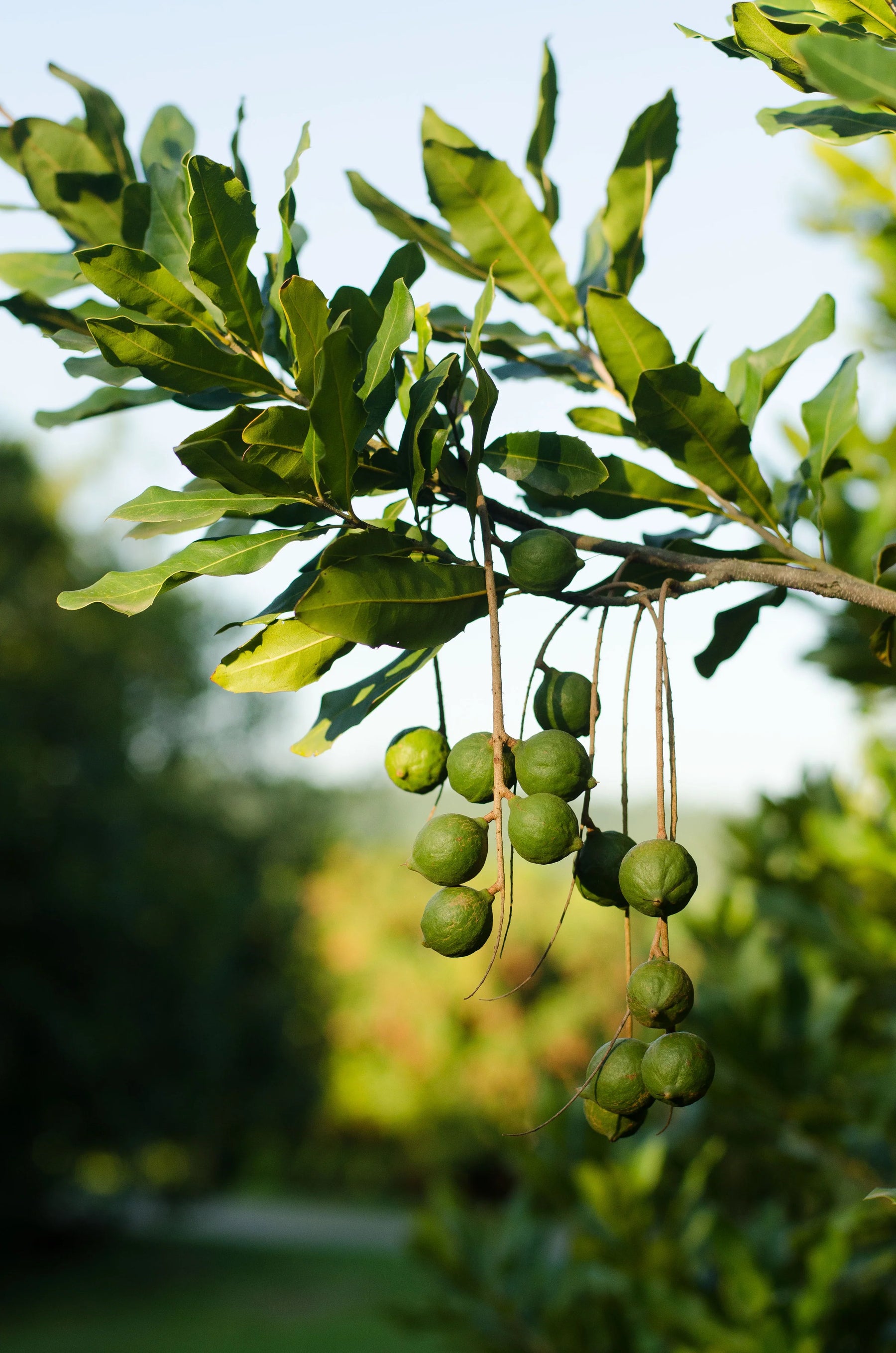Macadamias growing on a South African farm